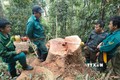 Bắt quả tang 5 đối tượng khai thác gỗ rừng tự nhiên trái pháp luật
