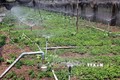 Bình Định xây dựng 23 mô hình tưới tiên tiến, tiết kiệm nước cho cây trồng cạn