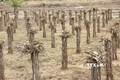 Hơn 6.800 ha cây trồng của Bình Thuận bị ảnh hưởng khô hạn