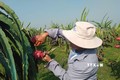 Đến năm 2030, trên 70% diện tích thanh long tại Bình Thuận trồng theo tiêu chuẩn VietGAP