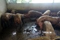 Lâm Đồng: Trang trại chăn nuôi tự phát gây ô nhiễm môi trường