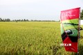Canh tác lúa bền vững giảm đến 4 triệu đồng/ha chi phí đầu vào
