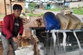 Nông dân Bình Phước phấn khởi khi mủ cao su tăng giá 