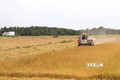 Trà Vinh xây dựng 30.700 ha chuyên canh lúa chất lượng cao, phát thải thấp
