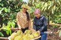 Thu hoạch sầu riêng trồng theo tiêu chuẩn VietGAP tại xã Ia Mơ Nông (Chư Păh, Gia Lai). Ảnh: Hoài Nam - TTXVN
