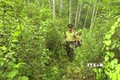 Thanh Hóa duy trì lực lượng thường trực bảo vệ rừng 24/24 giờ