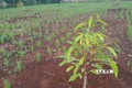 Nhà nông Bình Phước "săn" cây giống sầu riêng