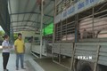 Trạm trung chuyển lợn thịt - "chốt chặn" kiểm soát dịch bệnh ở Bình Phước