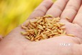 Lúa gạo Việt thành công từ giống tốt