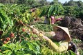 Bình Phước tăng tốc xây dựng nông thôn mới