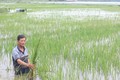 Đắk Lắk: Hơn 1.180 ha lúa Hè Thu và hoa màu bị ngập lụt, nguy cơ mất trắng