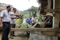 Ông Hương (đứng thứ 2 từ trái sang) cùng cán bộ xã Kim Quan thăm quan mô hình chăn nuôi trâu vỗ béo ở thôn Làng Hản, xã Kim Quan, huyện Yên Sơn. Ảnh: Vũ Quang - TTXVN