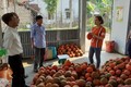 Hợp tác xã Việt Thành, ở ấp Trà Kháo, xã Hòa Ân, huyện Cầu Kè bao tiêu gấc thương phẩm cho bà con ở địa phương. Ảnh: travinh.gov.vn