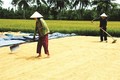 Nhiều hộ nông dân ở xã Vịnh Hưng, huyện Vĩnh Lợi được mùa nhờ tham gia mô hình cánh đồng mẫu lớn. Ảnh: dantocmiennui.vn