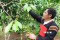 Khuyến cáo người dân thu hoạch cà phê đảm bảo chất lượng
