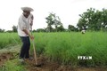 Măng tây đang là một trong những cây trồng giúp nông dân Ninh Thuận thoát nghèo, vươn lên làm giàu. Ảnh: Nguyễn Thành – TTXVN