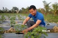 Mô hình trồng cây ớt an toàn xuất khẩu giúp gia đình anh Thôi vươn lên làm giàu với thu nhập trên 1 tỷ đồng/năm. Ảnh: Nguyễn Nam-TTXVN