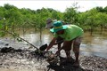 Trà Vinh hỗ trợ phát triển rừng ngập mặn