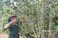 Huyện Kbang phát triển kinh tế từ trồng xen canh cây mắc ca
