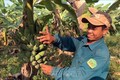 Chăn nuôi kết hợp sản xuất nông nghiệp sạch - mô hình phát triển kinh tế bền vững ở Quảng Nam