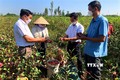 Triển vọng phát triển kinh tế từ cây atiso đỏ ở Thừa Thiên - Huế