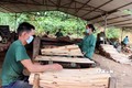 Sản xuất gỗ bóc ở xã Xuân Vân, huyện Yên Sơn (Tuyên Quang). Ảnh: Vũ Quang - TTXVN