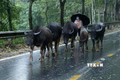 Nông dân vùng cao Lào Cai chủ động đưa đàn gia súc đi tránh rét