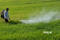 Bình Định phòng trừ sâu bệnh gây hại cho lúa Đông Xuân