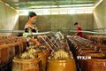 Nghề làm giá đỗ đem về nguồn thu cho chị Nguyễn Thị Hồng Nhung ở quận Ô Môn (Cần Thơ) mỗi năm trên 300 triệu đồng. Ảnh: Thu Hiền - TTXVN