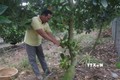 Tiền Giang phát triển vườn cây ăn quả chuyên canh ở vùng sinh thái