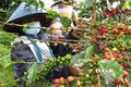 Mục tiêu giai đoạn 2021 - 2025 tái canh và ghép cải tạo gần 110 nghìn ha cà phê