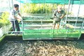 Nhân rộng mô hình nuôi lươn không bùn trong bể xi măng