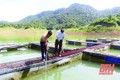 Huyện miền núi xứ Thanh phát triển nghề nuôi cá lồng mặt nước lòng hồ thủy điện