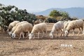 Tăng hiệu quả kinh tế từ mô hình chăn nuôi cừu