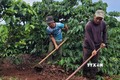 Mô hình cà phê gây quỹ giúp hộ nghèo Gia Lai phát triển sản xuất
