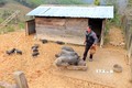 Mô hình nuôi heo đen theo hướng chuồng trại của anh A Vương ở làng Đăk Ne, xã Măng Cành, huyện Kon Plông (Kon Tum) giúp gia đình anh thu về khoảng 50 – 60 triệu đồng/năm. Ảnh: Khoa Chương - TTXVN