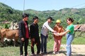 Hộ cận nghèo thôn Tang Tong, xã Sơn Liên, huyện Sơn Tây (Quảng Ngãi) nhận bò từ Chương trình mục tiêu quốc gia giảm nghèo bền vững. Ảnh: Phạm Cường - TTXVN