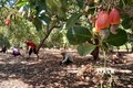 Nông dân “thủ phủ” điều Bình Phước hồ hởi vào vụ thu hoạch