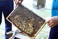 Quảng Bình xây dựng thương hiệu cho sản phẩm mật ong