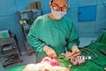 Bác sỹ Bệnh viện Nhi đồng 2 phẫu thuật loại bỏ dị vật cho bệnh nhi. Ảnh: TTXVN phát