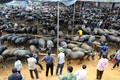 Nghiên Loan, chợ gia súc lớn nhất vùng cao Bắc Kạn 