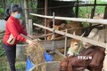 Các giống bò lang trắng xanh Bỉ (BBB), Brahman hay Droughtmaster được người dân tại Kon Tum ưa chuộng lai tạo bởi trọng lượng lớn, cho giá trị kinh tế cao. Ảnh: Dư Toán – TTXVN