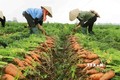 Lần đầu tiên Hải Dương tổ chức lễ hội thu hoạch cà rốt