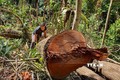 Phát hiện vụ phá rừng tại huyện Kon Plông, Kon Tum