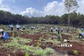 Gia Lai: Trồng 1.000 cây xanh bảo vệ môi trường