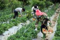 Trồng dâu tây mang lại thu nhập tiền tỷ cho nông dân Sơn La