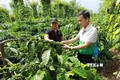Đắk Lắk xây dựng nền nông nghiệp đa giá trị