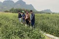 Trồng cây dược liệu giúp nông dân vùng cao Thanh Hóa xoá đói giảm nghèo