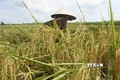 Cà Mau chú trọng phát triển giống lúa đạt năng suất chất lượng cao