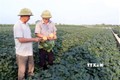 Nông dân thu lãi cao từ củ đậu